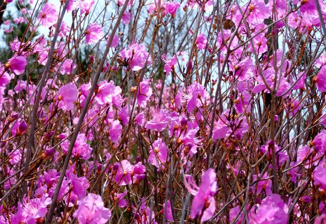 闻名省内外的“本溪地区最大的野生映山红花海”即将迎来观赏季