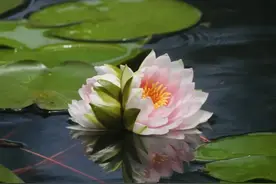 罕见！合肥首次发现！现场拍下图片