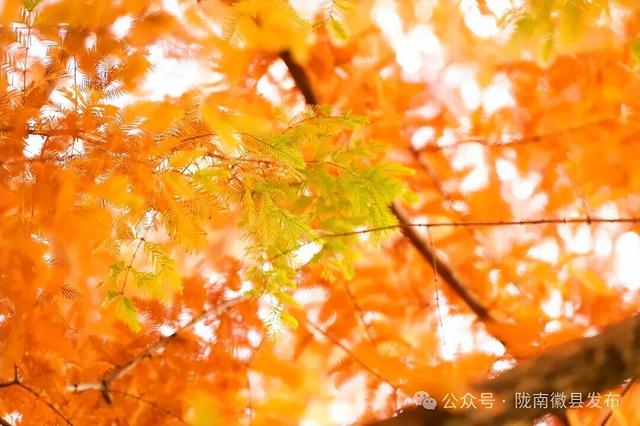 【联动宣传】陇南冬韵·交融：山水未眠，色彩未央