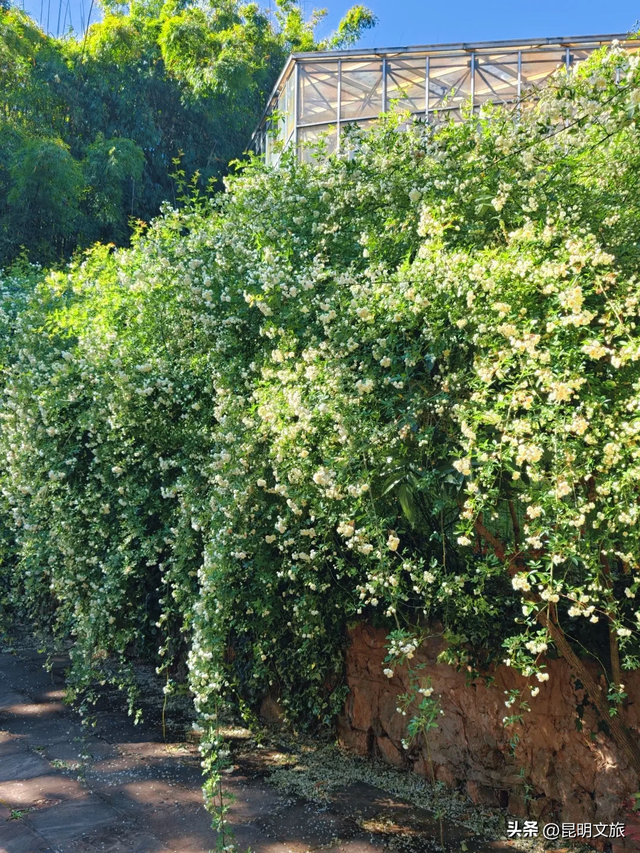 盘龙绝美出片地曝光！网友：被美迷糊了