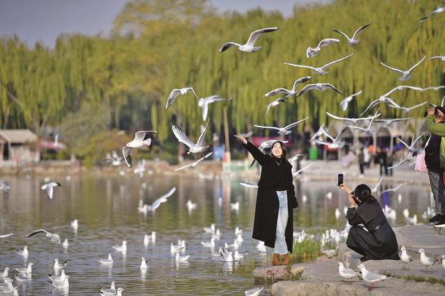 红嘴鸥如约而至 让湖城秋景更美双向奔赴 全城护鸟