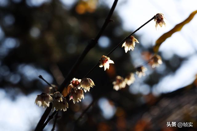 “蜡”么美“蜡”么香，上海公园蜡梅绽放即将迎来盛花期