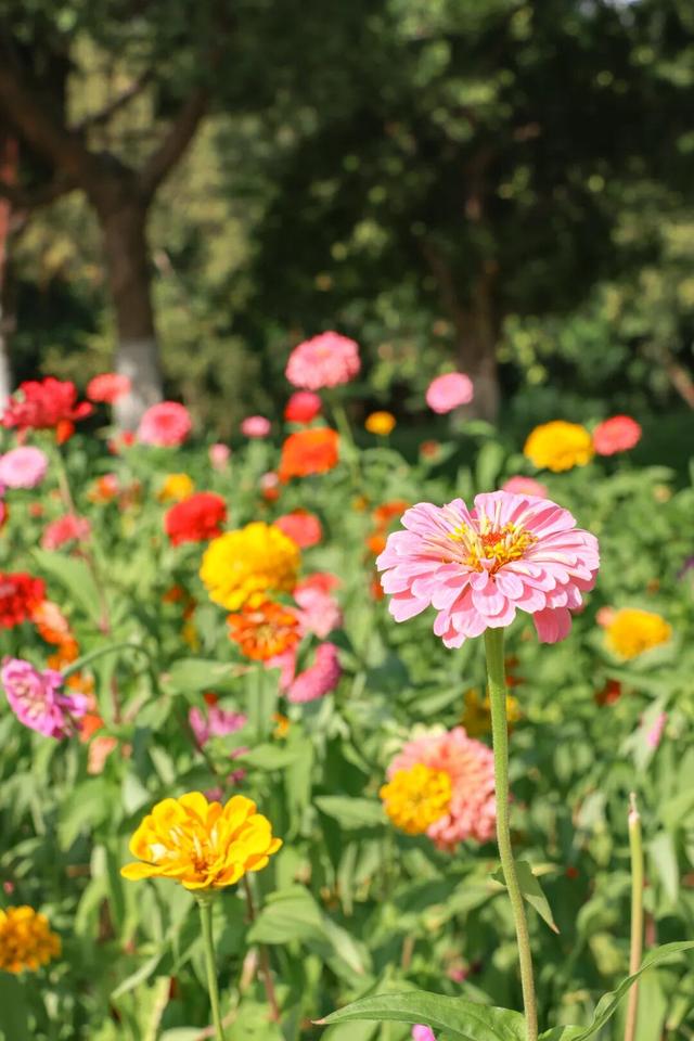 邂逅秋日烂漫：丰泽这片花海美丽绽放，就藏在……