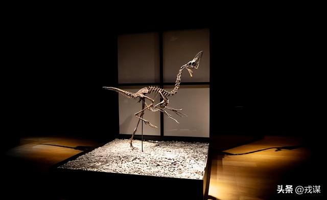 346万英镑买火鸡？恐龙新物种被拍走！古生物学家：别抢科研宝藏