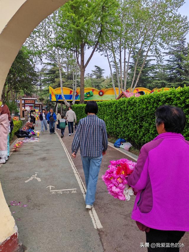 逛菏泽天香公园，这里牡丹很吸引游客，关键是二十四小时免费参观