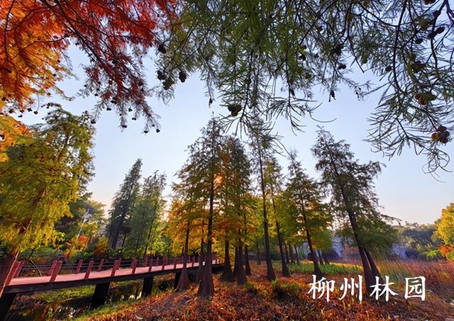 柳州园博园360株杉树点染冬季渐变色