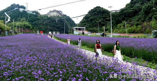 六盘水梅花山雪道秒变“紫色仙境”，避暑新顶流来袭！