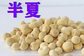 每天一味中药--半夏图片