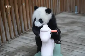 春节来秦岭四宝科学公园看“国宝”图片