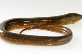 对黄鳝自然习性的了解图片