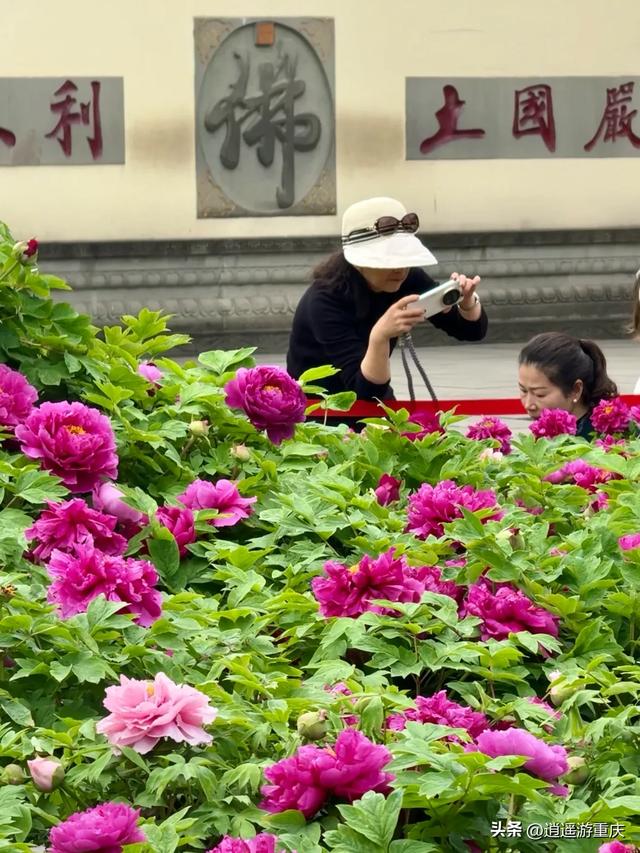 华岩寺清明打卡：新绿、锦鲤和古装妹子，随手一拍都出片
