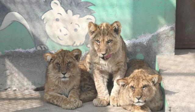 春假免费游双园了！还能送年卡！