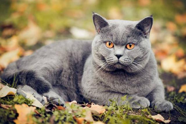 全世界100个宠物猫品种大赏！