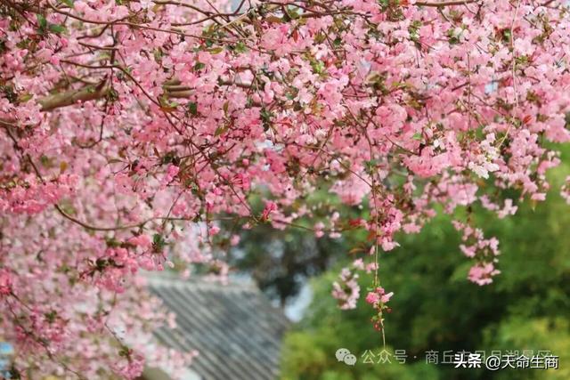 春满日月湖 海棠醉春风——商丘日月湖邀你共赴春日花宴