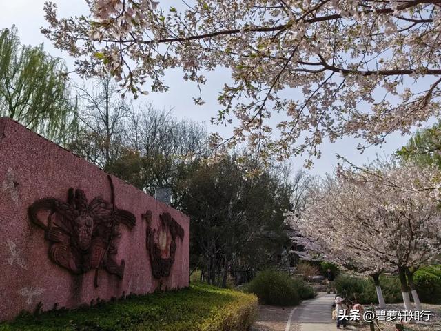 北京玉渊潭，赏樱正当时