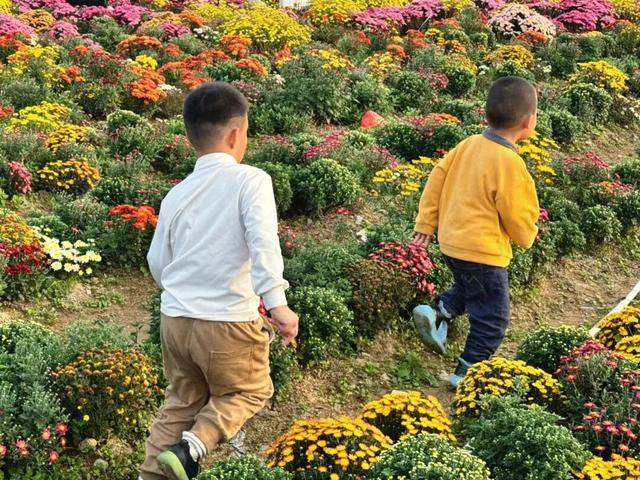 惊艳！三明这片花海已到最佳观赏期！错过又要再等一年