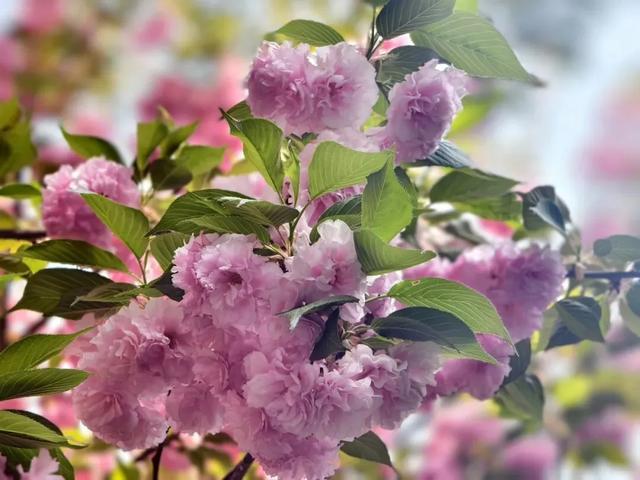 4月12日起,启动!从政坊游园最新传出...