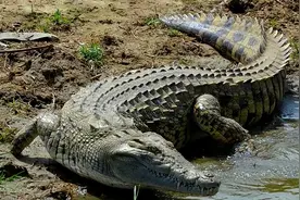2022年，安徽男子山上祭祖时遇鳄鱼，专业人士：鳄鱼来自非洲！图片