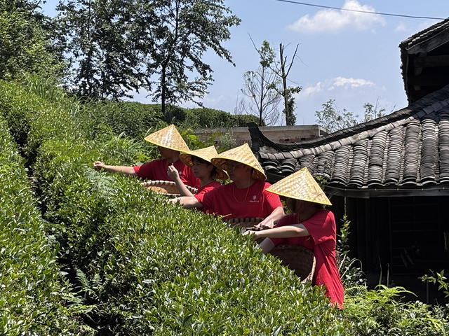 茶语悠悠连西部，雅安黄茶育劳心