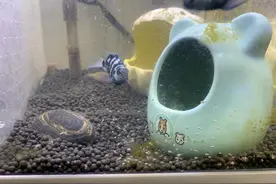 新手喂鱼避坑指南：5 种危险食物别碰！附科学喂食时间表图片