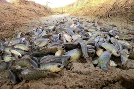 离水一周也不死？能在岸上翻山越岭一公里，过山鲫真有那么神奇？图片