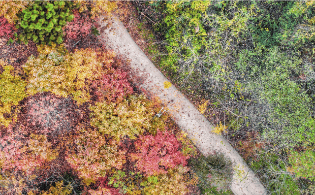 贵阳冬日最神秘的林场！绿野仙踪的尽头，竟藏着一个天空谜题。