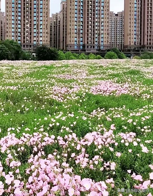 成都被严重低估的赏花地，最火的月见草花又回来了，太美了！