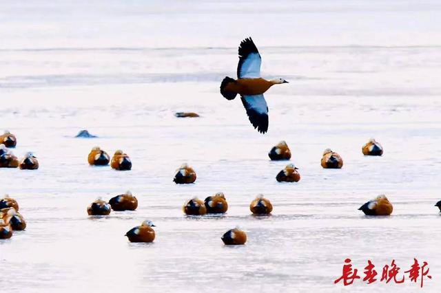 别错过！就在长春伊通河