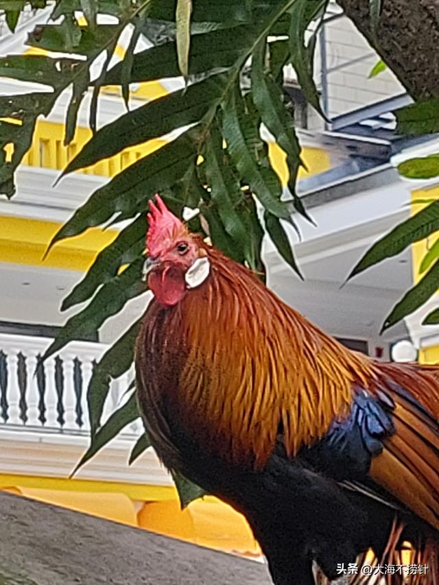 云南行·记·红河州篇之河口——三个半天：心惊+参观+休闲