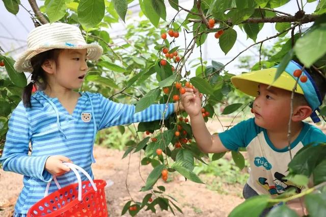 “恩桃儿”熟了!两江新区樱桃进入最佳采摘期,速冲!