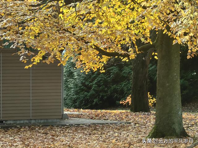 温哥华游记（四）