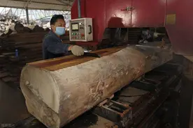 做棺材用什么木材最好？这5种树木最好，第3种最常见，了解下图片