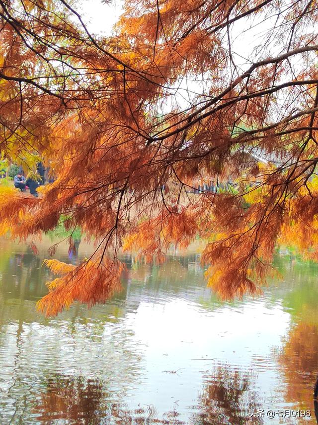明孝陵探秘之燕雀湖邂逅落羽杉