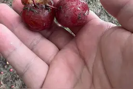 苏州街头这种果子大量出现，千万别吃！图片