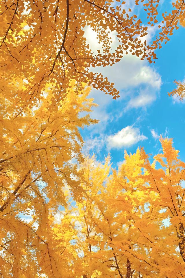 北京的银杏真的杀疯了！超美银杏瀑布，惊呆了整个秋天！