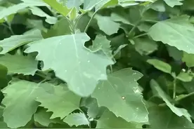 26种农村常见的野菜，你吃过几种图片