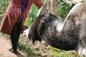 主人杀年猪，二哈偷吃猪肉被撑死，一起长大的小黄狗一路送葬：很伤心，狗花了大价钱空运回来的图片