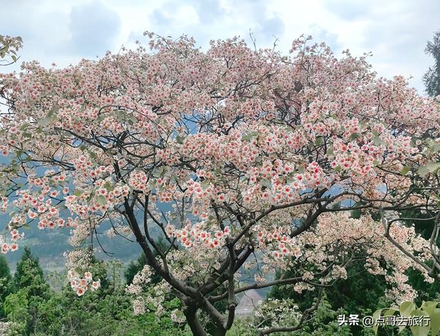 成都最大规模桐子花开了，漫山遍野超级惊艳，太适合现在去旅行！