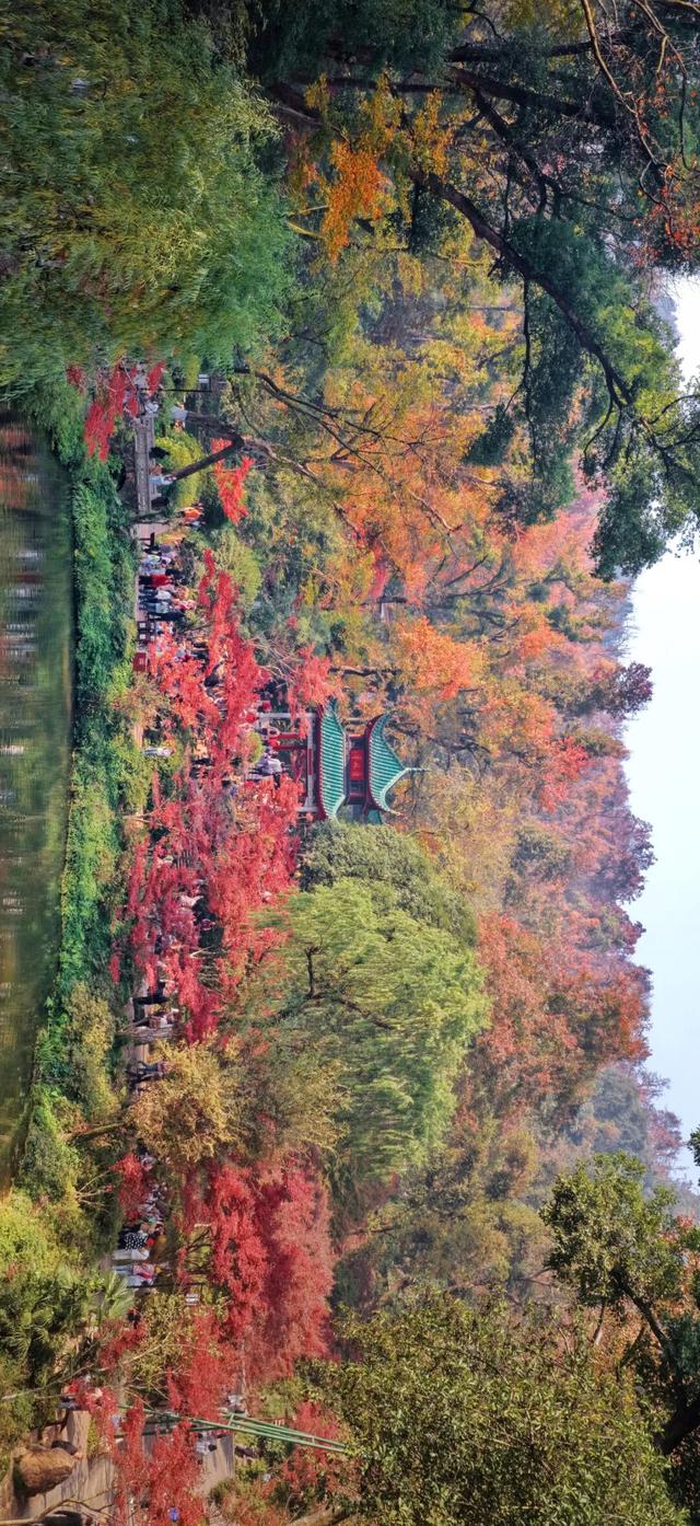 南方冬意，藏在这一亭红枫里