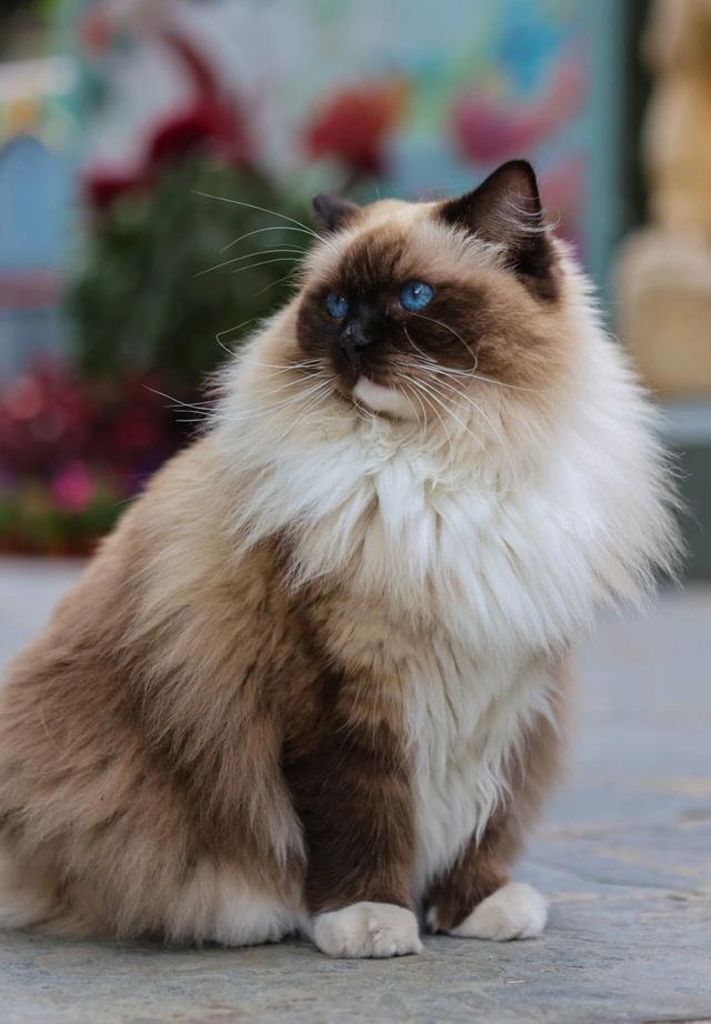 观复猫带你画·中华最有名 | 观音泉