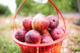 好品山东丨甜蜜飘香 无花果变身群众增收“幸福果”图片