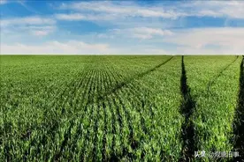 三月初二“四龙相会”，是“四龙换甲子，不做3件事”，啥说法？图片