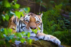 东北男子收养东北虎幼崽,2年后遭人殴打,东北虎护主将打人者吓尿图片