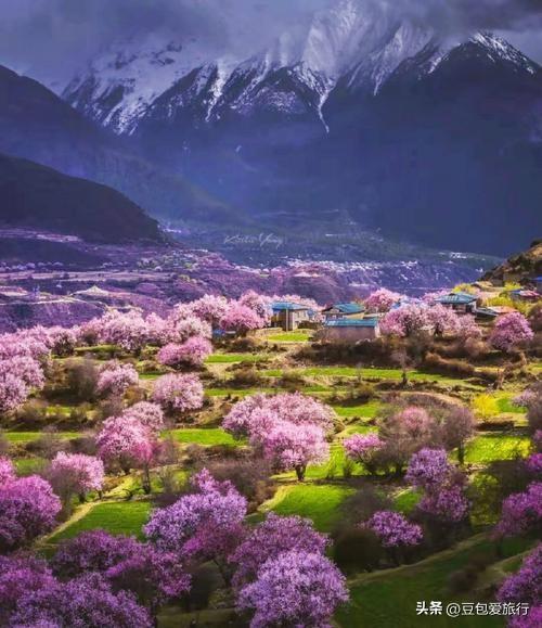 西藏林芝深度游：邂逅雪山桃花与森林的浪漫
