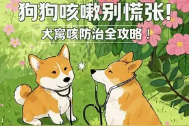 狗狗总咳嗽？犬窝咳防治全攻略！这篇让你彻底搞懂图片