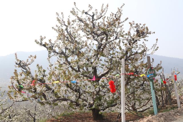 别找了 春天最美的花海就在肥城市安驾庄