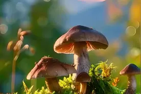 野生蘑菇很美味？别拿健康来尝“鲜”图片