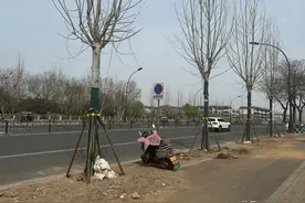 洛阳一主干道更换行道树引市民质疑，瀍河区回应图片