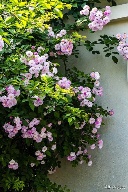 南昌蔷薇花爆火！满城花墙温柔缱绻，治愈整个暮春时光