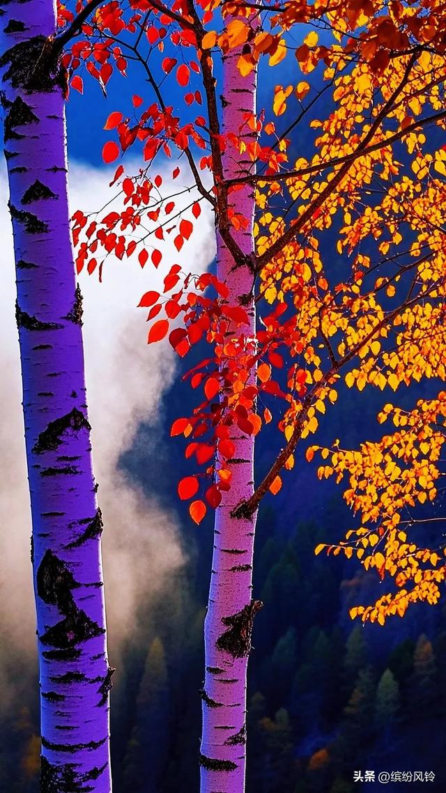 秋山泼彩如染，崖间枫红似火